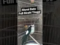 Download Lagu Murai Batu Full Birahi Tinggi Minta Kawin