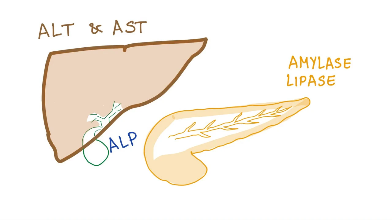 Liver and pancreatic enzymes explained | AST, ALT, GGT, ALP, Amylase& Lipase