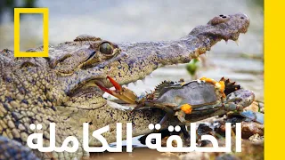 ساحل التماسيح فلوريدا البرية ناشونال جيوغرافيك أبوظبي 