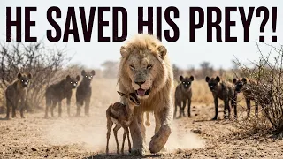 White Lion Leon’s Story — An Orphaned Fawn Begs the King for Help