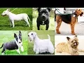 All Terrier Dog Breeds List In The World A to Z
