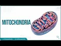 Mitochondria Structure and Function Cell Physiology Medical Animations