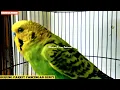 Download Lagu PARKIT GACOR !! full materi nembak panjang beset crecet roll basic dasar murai // parakeet bird call