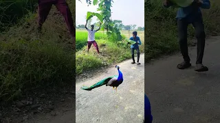 طاووس غاضب يواجه الرجل وسط الحقول  ومشهد مذهل يحبس الأنفاس                      دندنها