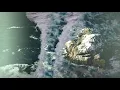 Blackbird Blackbird - Hawaii (TEEN DAZE Remix)