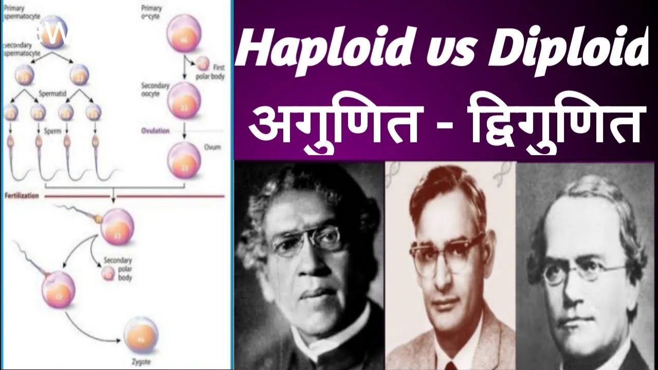 Haploid and diploid | Basic of Biology | Fundamental Biology|Genetcs| अगुणित एवं द्विगुणित कोशिकाएँ