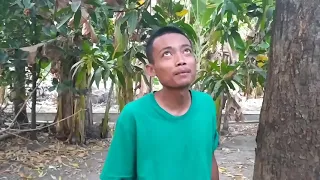 mengambil anakan burung derkuku dipohon mangga bolang manuk tralala