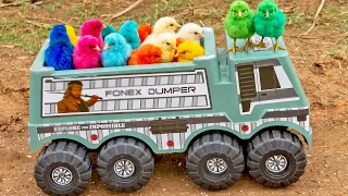 SCENIC Hen Baby Chicks Vs DUMP Truck Video 🚛 | Cute TINY Baby Chicks Adventure!