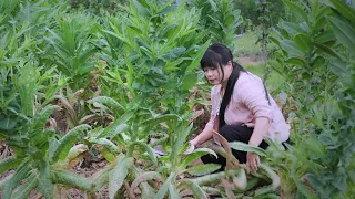 【二米炊煙】Bamboo Shoots 最意外的一場收穫，比人高的貢菜和雞圈裏長出的竹筍！