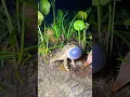 Download Lagu The sounds of our CHILDHOOD #frogs #toad