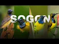 Download Lagu SOGON /SOGOK ONTONG LIAR, Exsotis, indah dan ALAMI di habitat alam