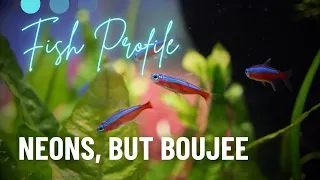 Cardinal Tetras - Beginner Care Guide They re NOT Neons