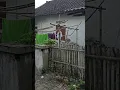Download Lagu Dalan iki biyen nate tak lewati.