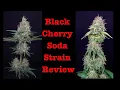 Black Cherry Soda The Best Strain For Relaxation