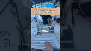 Convincing your dog to go for a boat ride #yorkie #boat #dog #sailingbyefelicia