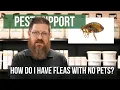 Why Do I Have Fleas When I Don t Have Any Pets Pest Support