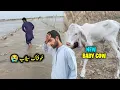 Download Lagu Khaufnak Flood Agya 😭 | New Baby Cow | Mushtaq Bhai Vlog 