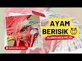 Download Lagu Alarm Bangun Tidur Berisik | Suara Ayam Berkokok di Pagi Hari (Dijamin Langsung Melek)