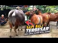 Download Lagu Bocoran Harga Sapi Qurban Istimewa Kelas Sapi Lokal Super