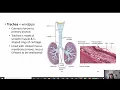 Chapter 22 - The Respiratory System