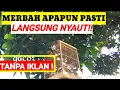 Download Lagu suara merbah mata merah Untuk pikat \u0026 pancingan burung merbah NYAUT SEKETIKA. Pikat merbah