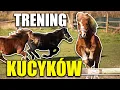 Download Lagu SKOKI KUCYKÓW ❤️ - MAŁY TRENING