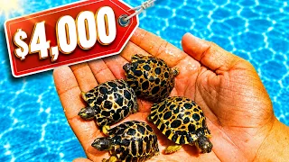 I Bought RARE TORTOISES for my Collection! 