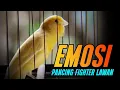 Download Lagu #109 KENARI GACOR PANJANG Rol Rapat Emosi ini AMPUH utk Pancingan Kenari Paud | Kenari vs Lovebird