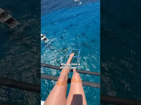 Diving With SHARKS 🦈
