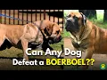 5 Dog Breeds That Could Defeat a BOERBOEL