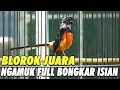 Download Lagu LANGSUNG BUNYI!! SUARA PANCINGAN BURUNG MURAI BATU BLOROK JUARA GACOR NGAMUK FULL BONGKAR ISIAN