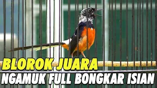 Download LANGSUNG BUNYI!! SUARA PANCINGAN BURUNG MURAI BATU BLOROK JUARA GACOR NGAMUK FULL BONGKAR ISIAN MP3