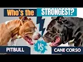 Pitbull vs Cane Corso Strength Loyalty and Bite Force Comparison