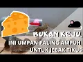 Lagu BUKAN KEJU!! Inilah 5 Umpan Jebakan Tikus Paling Ampuh Untuk Membuat Perangkap Tikus