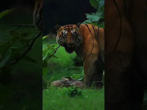 Why Most Powerful Tiger or Lion By info fact News