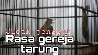 Download cucak jenggot rasa gereja tarung nyepik MP3