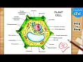 Plant Cell Diagram Drawing Plant cell structure Labelled Step by step