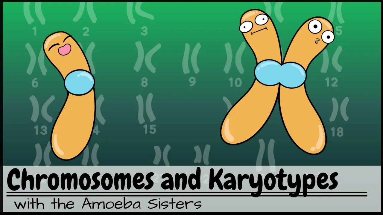 Chromosomes and Karyotypes (UPDATED)