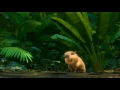 Clara - A Capivara