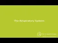 A P Sports Massage The Respiratory System