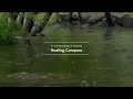 Rain Sounds Falling on the Surface of a Stream, Water Sounds and Rain that Brings Sleep