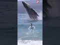 was about to surf when suddenly a giant whale appeared❗😱