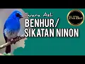 Download Lagu benhur/sikatan ninon GACOR