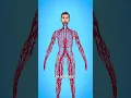Download Lagu How Long Are Your Blood Vessels? 🤔