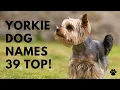 Yorkie Names 39 TOP CUTE Yorkshire Terrier Names Ideas Names