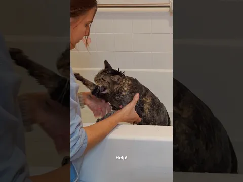 Bath time for Penny! #talkingcat