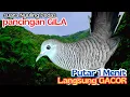 Download Lagu Suara Perkutut Gacor Nyuling PEDAS, bikin Kutut RAJIN BUNYI