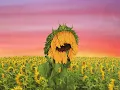 Download Lagu [V3] See You Again by Tyler, the Creator but it will change your life (read description)
