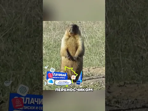 ПУТИН В ШОКЕ ОТ ВЫХОДКИ МОНГОЛИИ НА ГРАНИЦЕ 🤬🤯😳