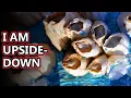 Barnacle facts You may want to avert your eyes Animal Fact Files